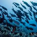 Elongate surgeonfish (Acanthurus mata), photo taken in Maldives, Male Atoll, South Male Atoll, Gulhi Corner