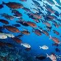 Elongate surgeonfish (Acanthurus mata), photo taken in Maldives, Male Atoll, South Male Atoll, Gulhi Corner