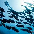 Elongate surgeonfish (Acanthurus mata), photo taken in Maldives, Male Atoll, South Male Atoll, Gulhi Corner