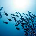 Elongate surgeonfish (Acanthurus mata), photo taken in Maldives, Male Atoll, South Male Atoll, Gulhi Corner
