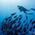 Elongate surgeonfish (Acanthurus mata), photo taken in Maldives, Male Atoll, South Male Atoll, Gulhi Corner