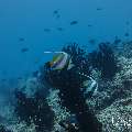 Schooling Bannerfish (Heniochus diphreutes), photo taken in Maldives, Male Atoll, South Male Atoll, Gulhi Corner