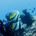 Schooling Bannerfish (Heniochus diphreutes), photo taken in Maldives, Male Atoll, South Male Atoll, Gulhi Corner