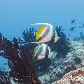 Schooling Bannerfish (Heniochus diphreutes), photo taken in Maldives, Male Atoll, South Male Atoll, Gulhi Corner