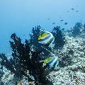 Schooling Bannerfish (Heniochus diphreutes), photo taken in Maldives, Male Atoll, South Male Atoll, Gulhi Corner