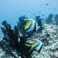 Schooling Bannerfish (Heniochus diphreutes), photo taken in Maldives, Male Atoll, South Male Atoll, Gulhi Corner