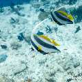 Schooling Bannerfish (Heniochus diphreutes), photo taken in Maldives, Male Atoll, South Male Atoll, Gulhi Corner