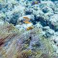 Maldives anemonfish (Amphiprion nigripes), photo taken in Maldives, Male Atoll, South Male Atoll, Gulhi Corner