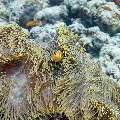 Maldives anemonfish (Amphiprion nigripes), photo taken in Maldives, Male Atoll, South Male Atoll, Gulhi Corner