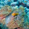 Maldives anemonfish (Amphiprion nigripes), photo taken in Maldives, Male Atoll, South Male Atoll, Gulhi Corner