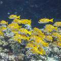 Bluestripe Snapper (Lutjanus kasmira), photo taken in Maldives, Male Atoll, South Male Atoll, Gulhi Corner