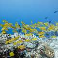 Bluestripe Snapper (Lutjanus kasmira), photo taken in Maldives, Male Atoll, South Male Atoll, Gulhi Corner