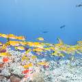Bluestripe Snapper (Lutjanus kasmira), photo taken in Maldives, Male Atoll, South Male Atoll, Gulhi Corner