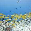 Bluestripe Snapper (Lutjanus kasmira), photo taken in Maldives, Male Atoll, South Male Atoll, Gulhi Corner
