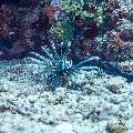 Devil Firefish (Pterois miles), photo taken in Maldives, Male Atoll, South Male Atoll, Gulhi Corner
