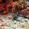 Devil Firefish (Pterois miles), photo taken in Maldives, Male Atoll, South Male Atoll, Gulhi Corner
