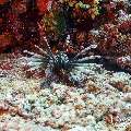 Devil Firefish (Pterois miles), photo taken in Maldives, Male Atoll, South Male Atoll, Gulhi Corner