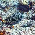 Gold-Spotted Rabbitfish (Siganus punctatus), photo taken in Maldives, Male Atoll, South Male Atoll, Gulhi Corner