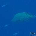 Napoleon Wrasse (Cheilinus undulatus), photo taken in Maldives, Male Atoll, South Male Atoll, Gulhi Corner