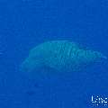 Napoleon Wrasse (Cheilinus undulatus), photo taken in Maldives, Male Atoll, South Male Atoll, Gulhi Corner