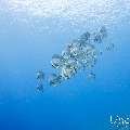 Blanthead Batfish (Platax teira), photo taken in Maldives, Male Atoll, South Male Atoll, Gulhi Corner