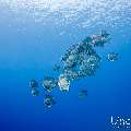 Blanthead Batfish (Platax teira), photo taken in Maldives, Male Atoll, South Male Atoll, Gulhi Corner