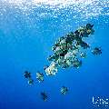 Blanthead Batfish (Platax teira), photo taken in Maldives, Male Atoll, South Male Atoll, Gulhi Corner