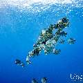 Blanthead Batfish (Platax teira), photo taken in Maldives, Male Atoll, South Male Atoll, Gulhi Corner