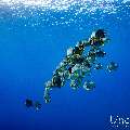 Blanthead Batfish (Platax teira), photo taken in Maldives, Male Atoll, South Male Atoll, Gulhi Corner