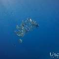 Blanthead Batfish (Platax teira), photo taken in Maldives, Male Atoll, South Male Atoll, Gulhi Corner