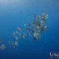 Blanthead Batfish (Platax teira), photo taken in Maldives, Male Atoll, South Male Atoll, Gulhi Corner