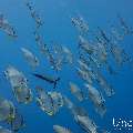 Blanthead Batfish (Platax teira), photo taken in Maldives, Male Atoll, South Male Atoll, Gulhi Corner