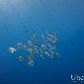 Blanthead Batfish (Platax teira), photo taken in Maldives, Male Atoll, South Male Atoll, Gulhi Corner