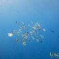 Blanthead Batfish (Platax teira), photo taken in Maldives, Male Atoll, South Male Atoll, Gulhi Corner