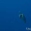 Hawksbill Sea Turtle (Eretmochelys imbricata), photo taken in Maldives, Male Atoll, South Male Atoll, Gulhi Corner