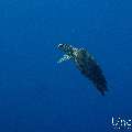 Hawksbill Sea Turtle (Eretmochelys imbricata), photo taken in Maldives, Male Atoll, South Male Atoll, Gulhi Corner