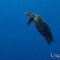 Hawksbill Sea Turtle (Eretmochelys imbricata), photo taken in Maldives, Male Atoll, South Male Atoll, Gulhi Corner