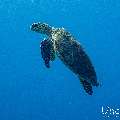 Hawksbill Sea Turtle (Eretmochelys imbricata), photo taken in Maldives, Male Atoll, South Male Atoll, Gulhi Corner
