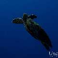 Hawksbill Sea Turtle (Eretmochelys imbricata), photo taken in Maldives, Male Atoll, South Male Atoll, Gulhi Corner