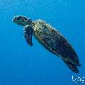Hawksbill Sea Turtle (Eretmochelys imbricata), photo taken in Maldives, Male Atoll, South Male Atoll, Gulhi Corner
