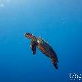 Hawksbill Sea Turtle (Eretmochelys imbricata), photo taken in Maldives, Male Atoll, South Male Atoll, Gulhi Corner