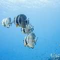 Blanthead Batfish (Platax teira), photo taken in Maldives, Male Atoll, South Male Atoll, Gulhi Corner