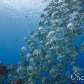 Blanthead Batfish (Platax teira), photo taken in Maldives, Male Atoll, South Male Atoll, Gulhi Corner