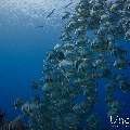 Blanthead Batfish (Platax teira), photo taken in Maldives, Male Atoll, South Male Atoll, Gulhi Corner
