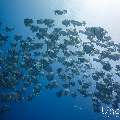 Blanthead Batfish (Platax teira), photo taken in Maldives, Male Atoll, South Male Atoll, Gulhi Corner