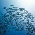 Blanthead Batfish (Platax teira), photo taken in Maldives, Male Atoll, South Male Atoll, Gulhi Corner