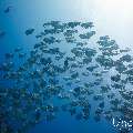 Blanthead Batfish (Platax teira), photo taken in Maldives, Male Atoll, South Male Atoll, Gulhi Corner