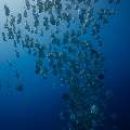 Blanthead Batfish (Platax teira), photo taken in Maldives, Male Atoll, South Male Atoll, Gulhi Corner
