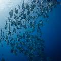 Blanthead Batfish (Platax teira), photo taken in Maldives, Male Atoll, South Male Atoll, Gulhi Corner