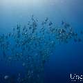Blanthead Batfish (Platax teira), photo taken in Maldives, Male Atoll, South Male Atoll, Gulhi Corner